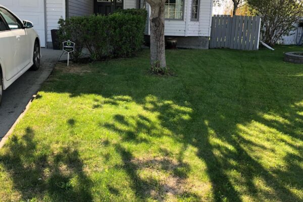 lawncleanup-after