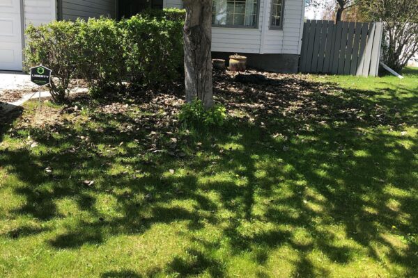 lawncleanup-before